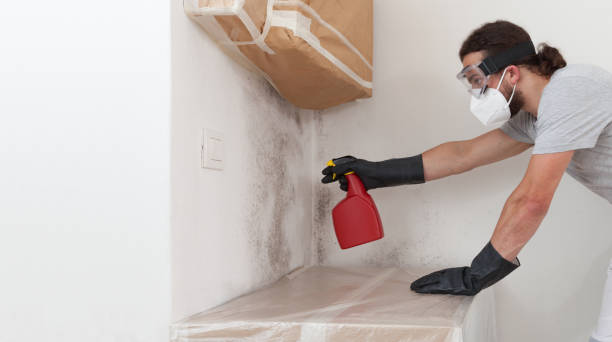 Basement Mold Remediation treatment on basement walls in Marlborough