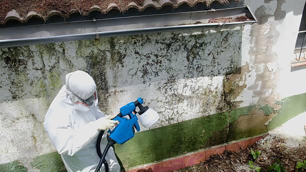 Mold Removal service in Marlborough